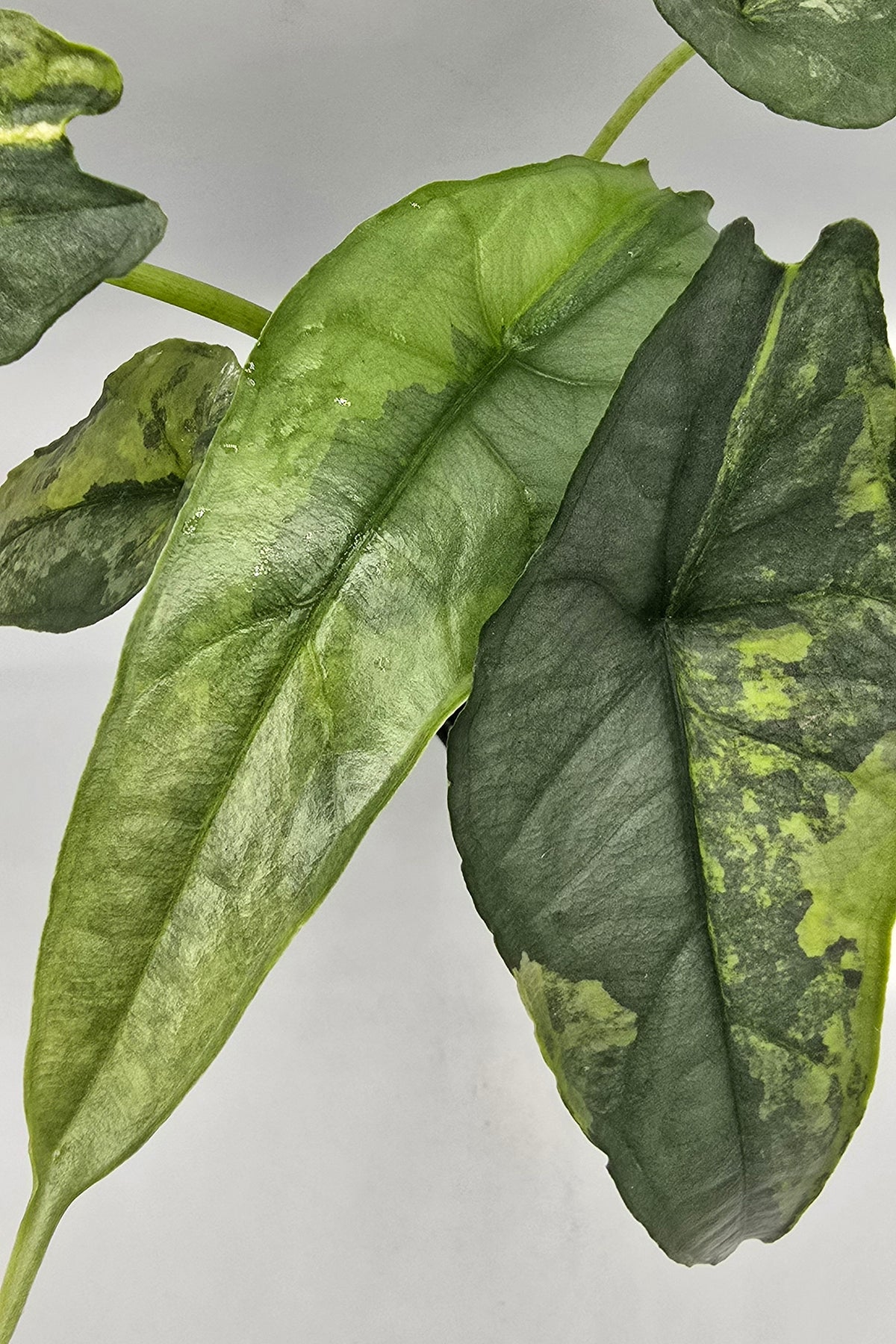 Alocasia Heterophylla Dragon Breath Aurea Variegata