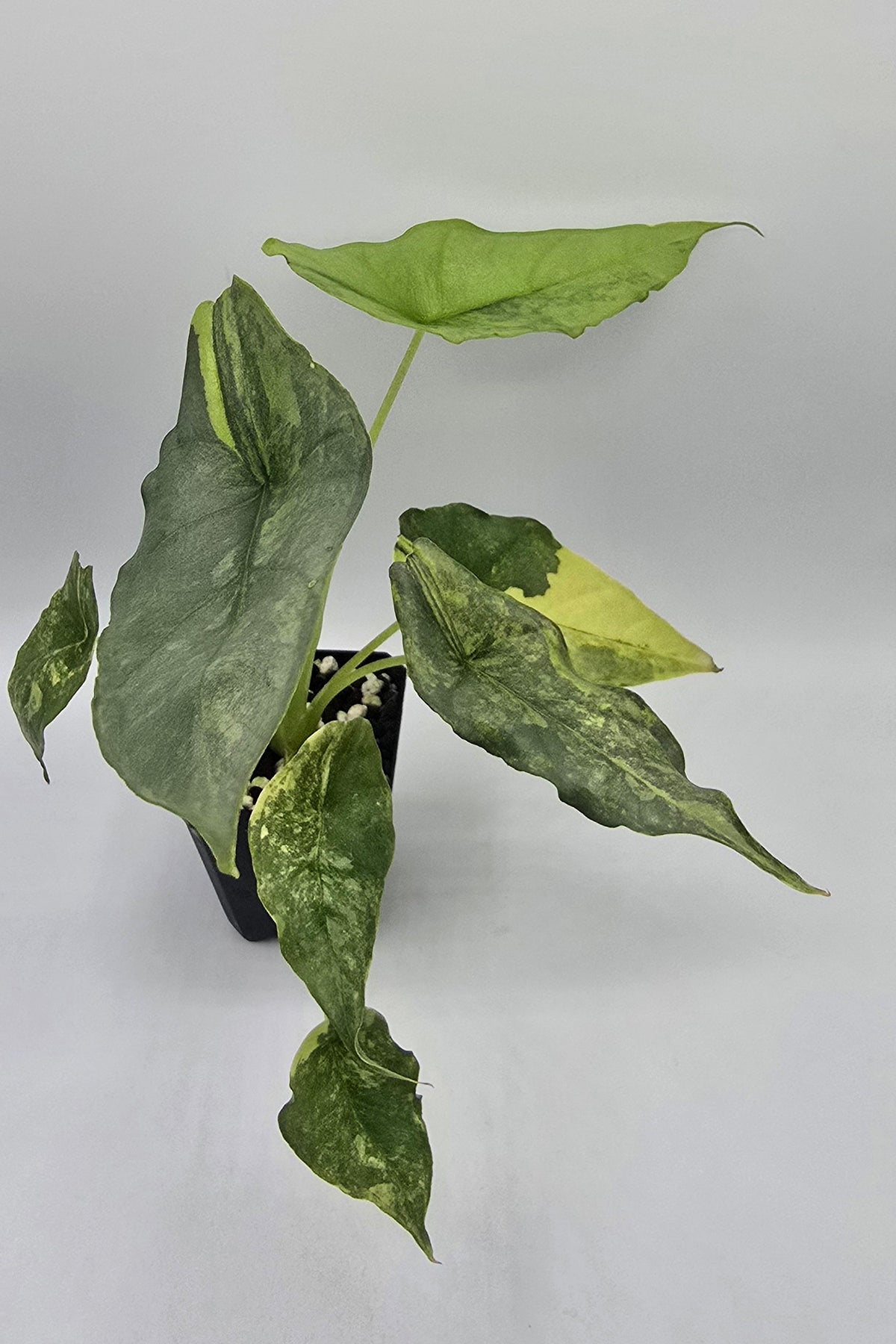 Alocasia Heterophylla Dragon Breath Aurea Variegata