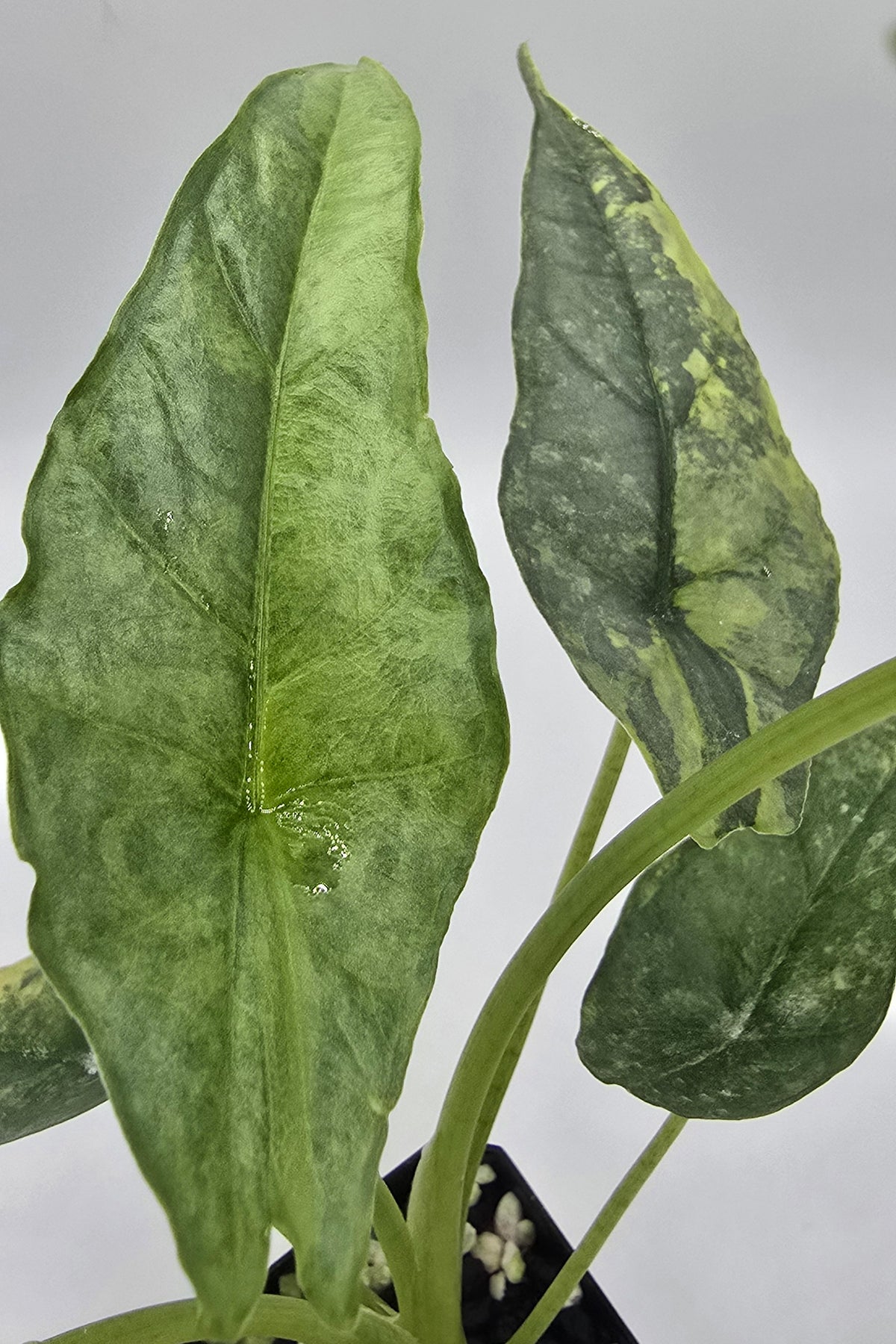 Alocasia Heterophylla Dragon Breath Aurea Variegata