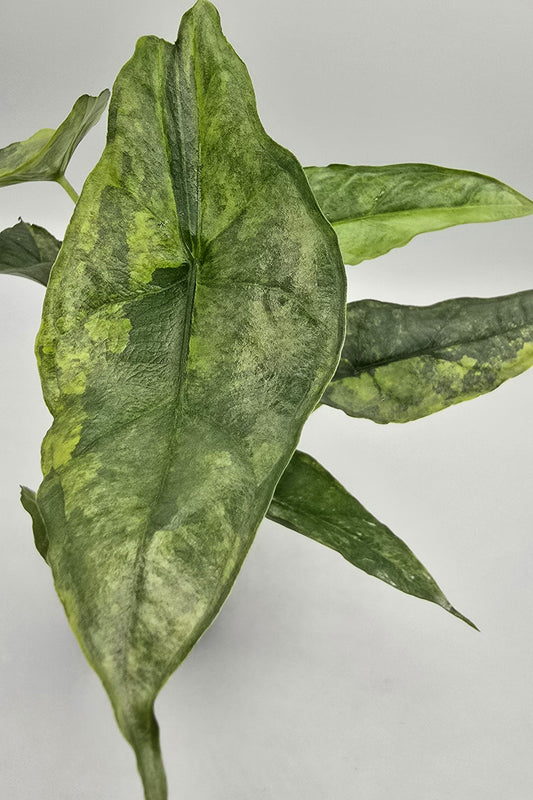 Alocasia Heterophylla Dragon Breath Aurea Variegata