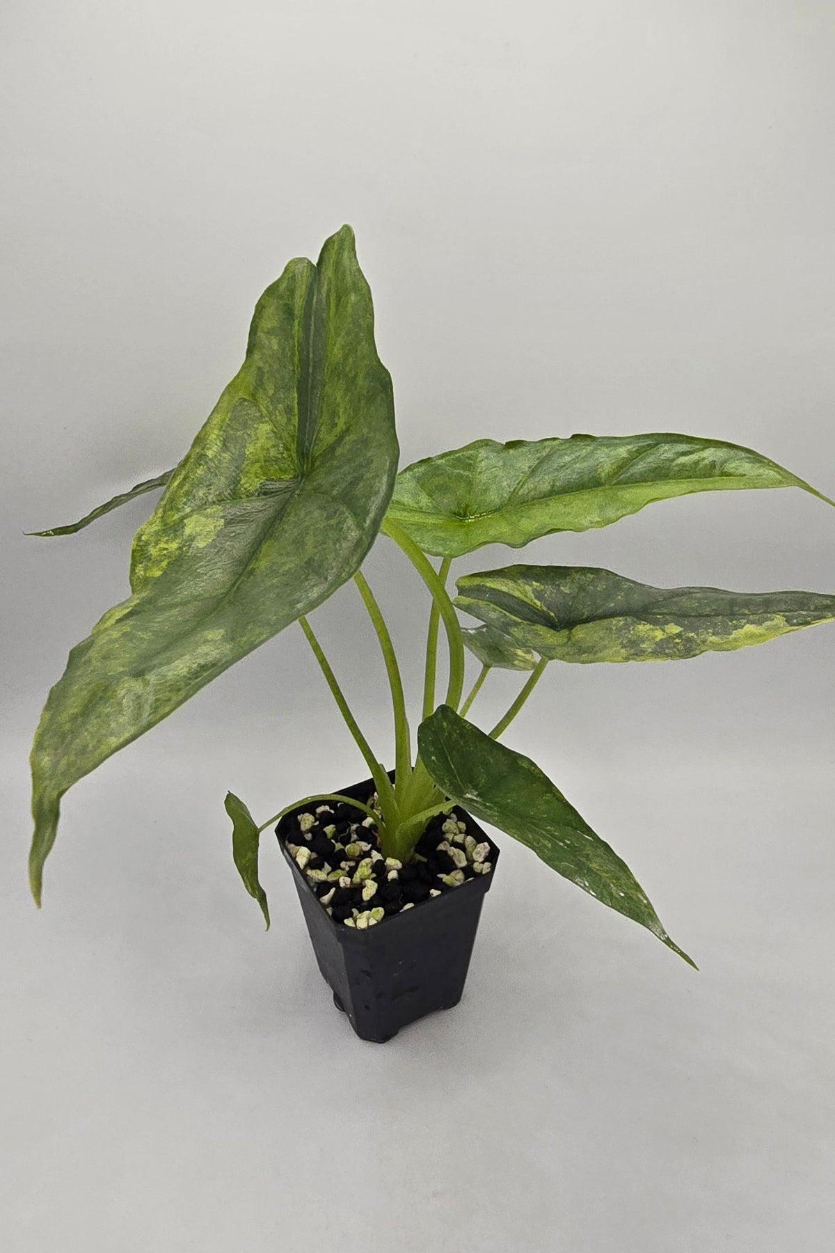 Alocasia Heterophylla Dragon Breath Aurea Variegata