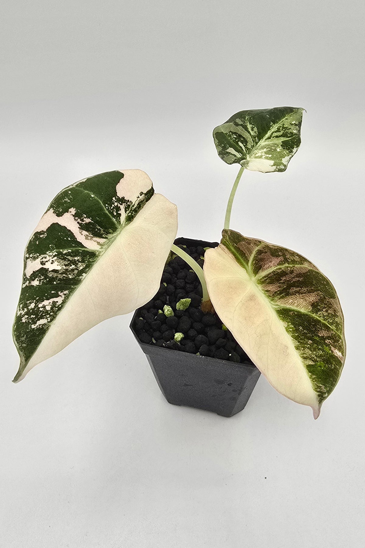Alocasia Black Velvet Pink Variegata Freie Auswahl