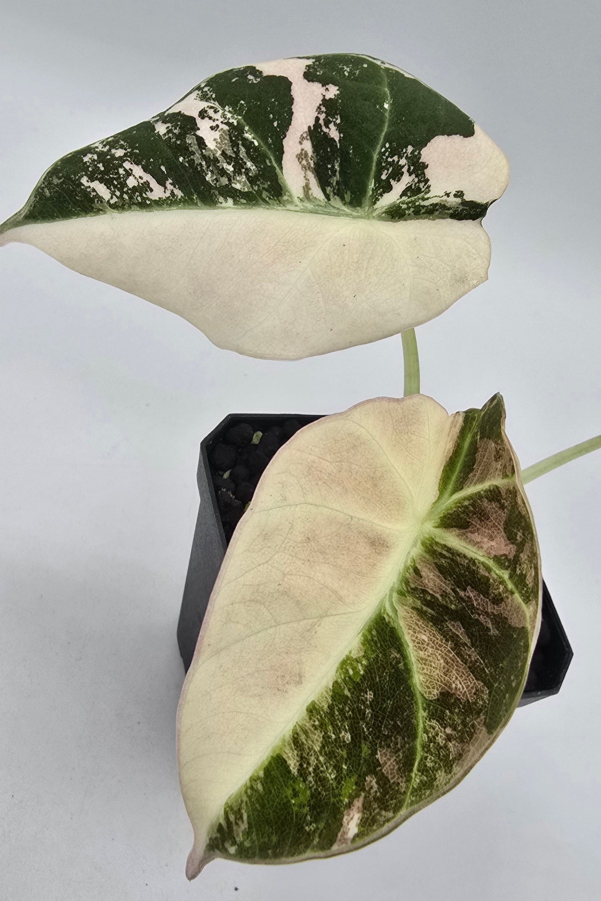 Alocasia Black Velvet Pink Variegata Freie Auswahl