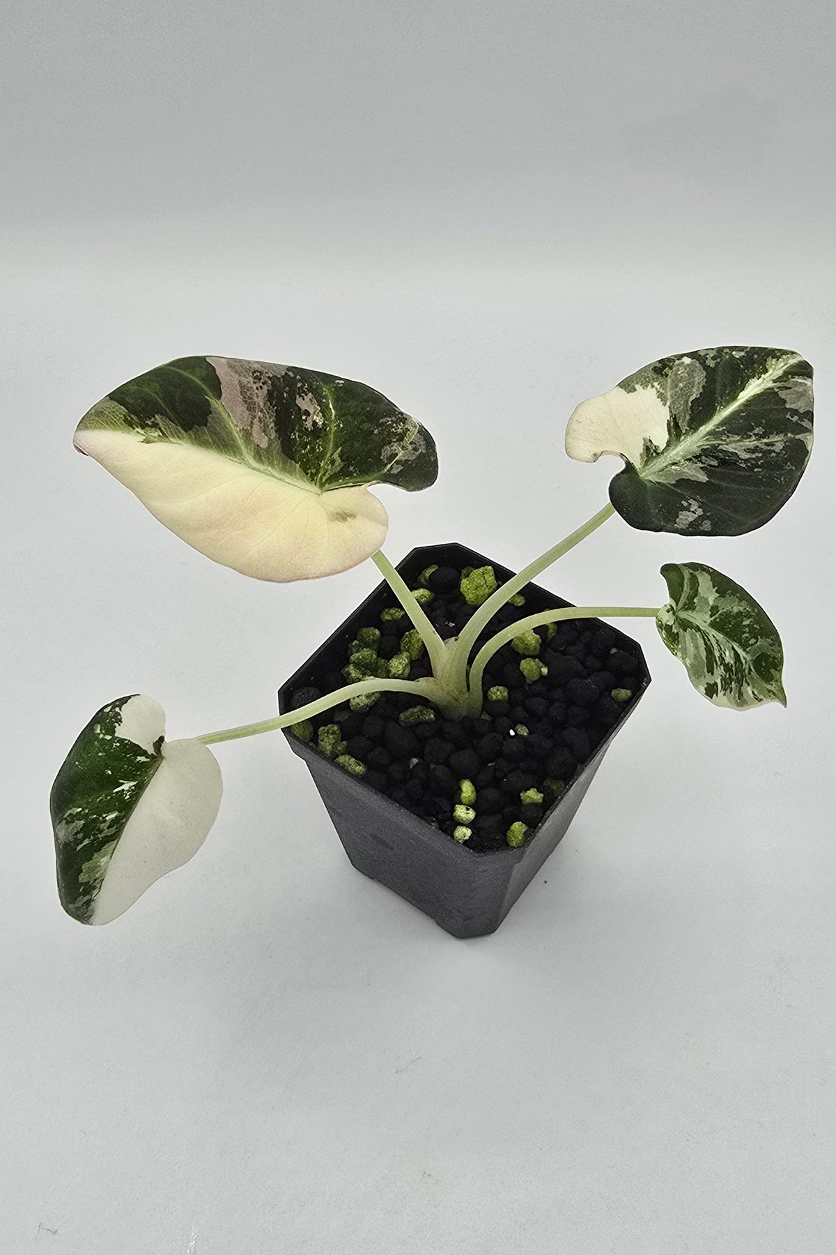 Alocasia Black Velvet Pink Variegata Freie Auswahl