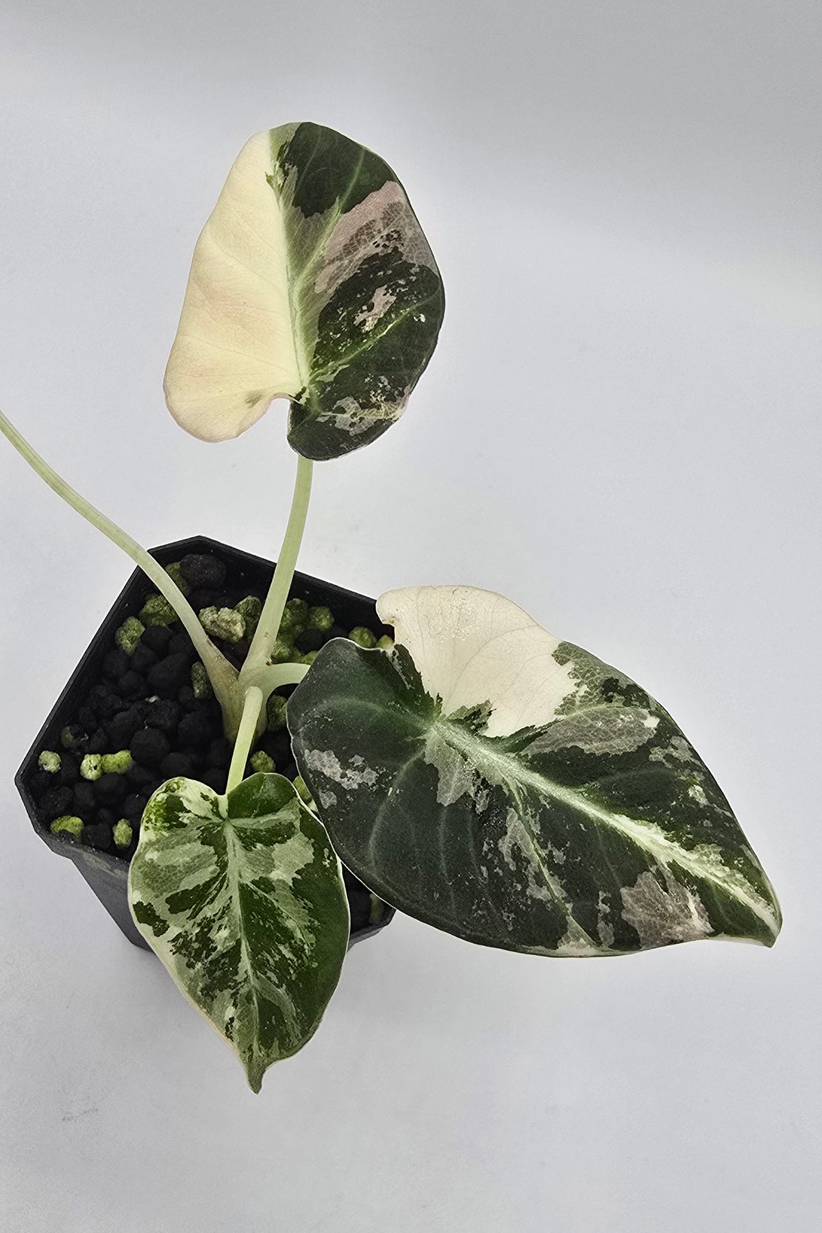 Alocasia Black Velvet Pink Variegata Freie Auswahl