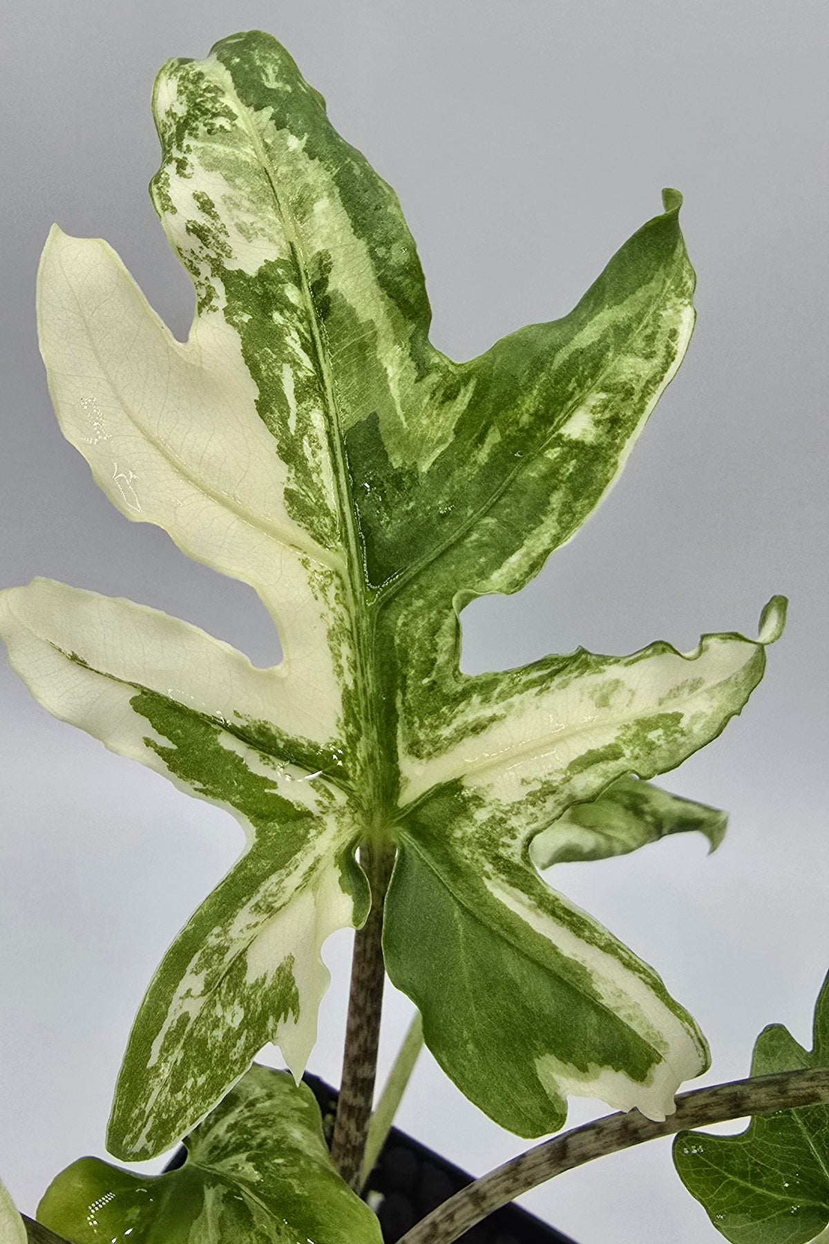 Alocasia Brancifolia Albo Variegata