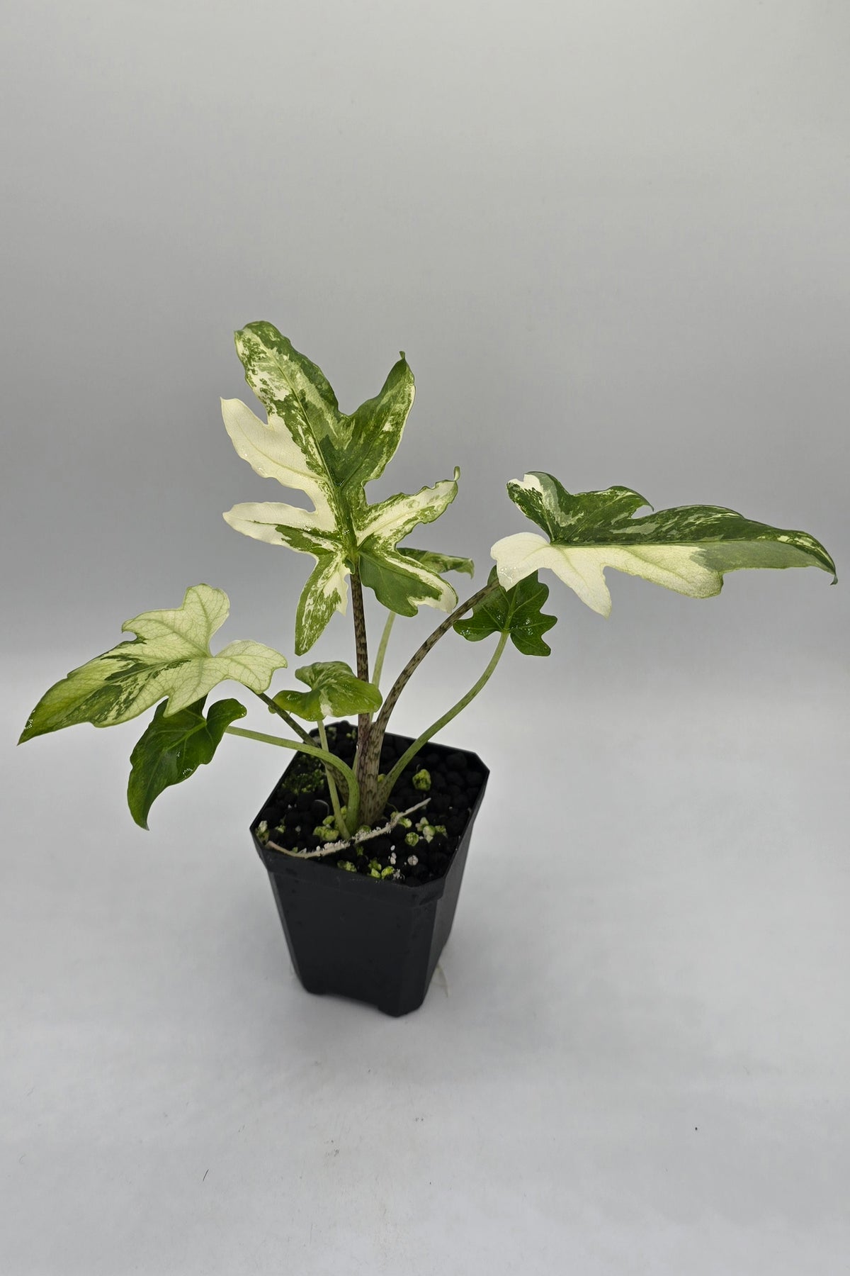 Alocasia Brancifolia Albo Variegata