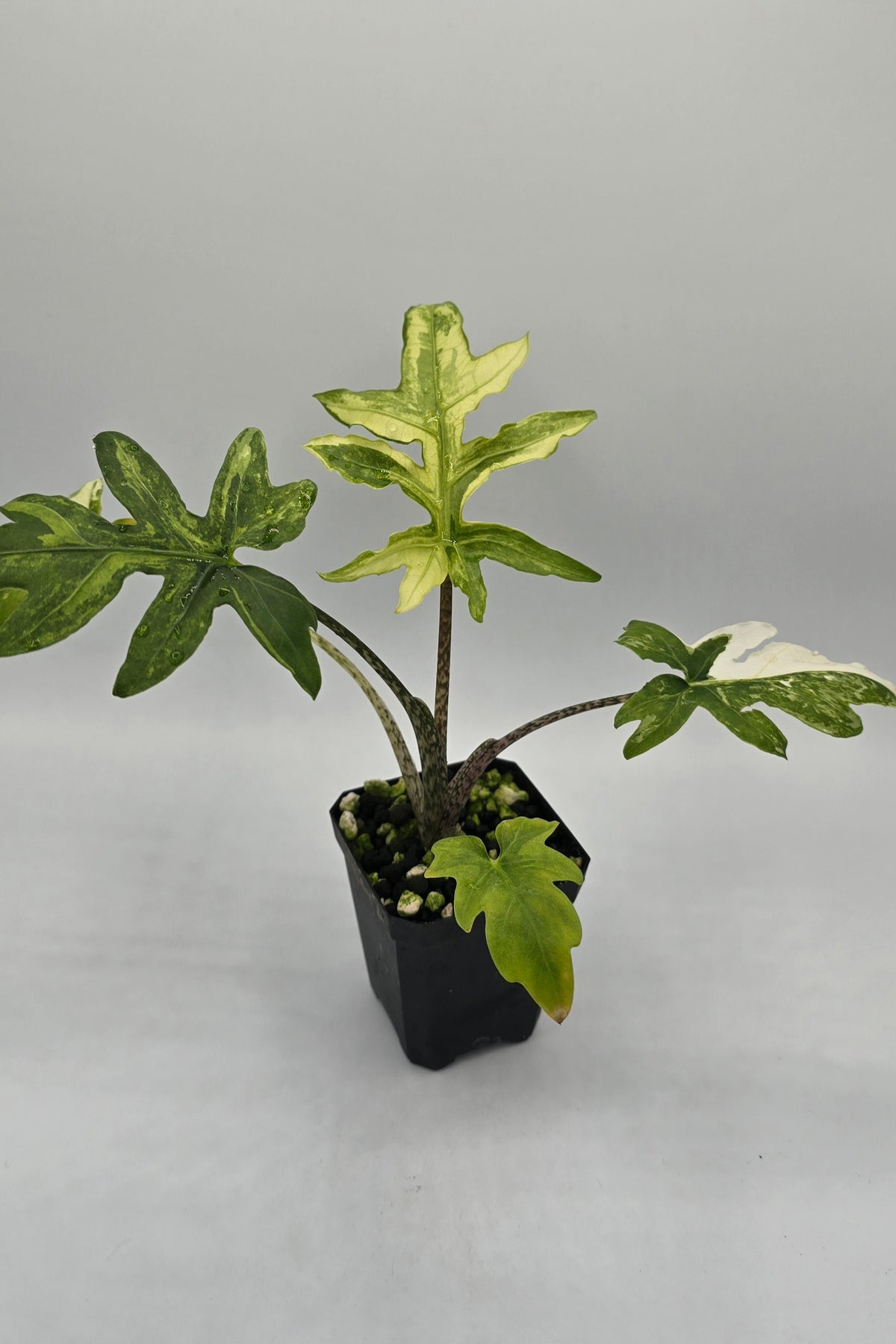 Alocasia Brancifolia Albo Variegata