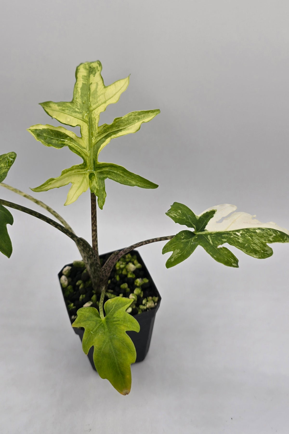 Alocasia Brancifolia Albo Variegata