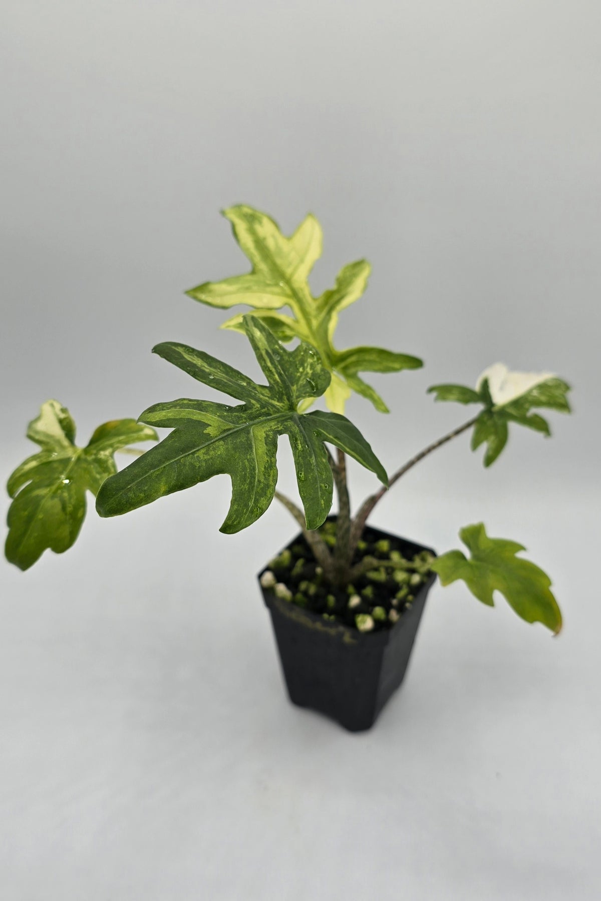 Alocasia Brancifolia Albo Variegata