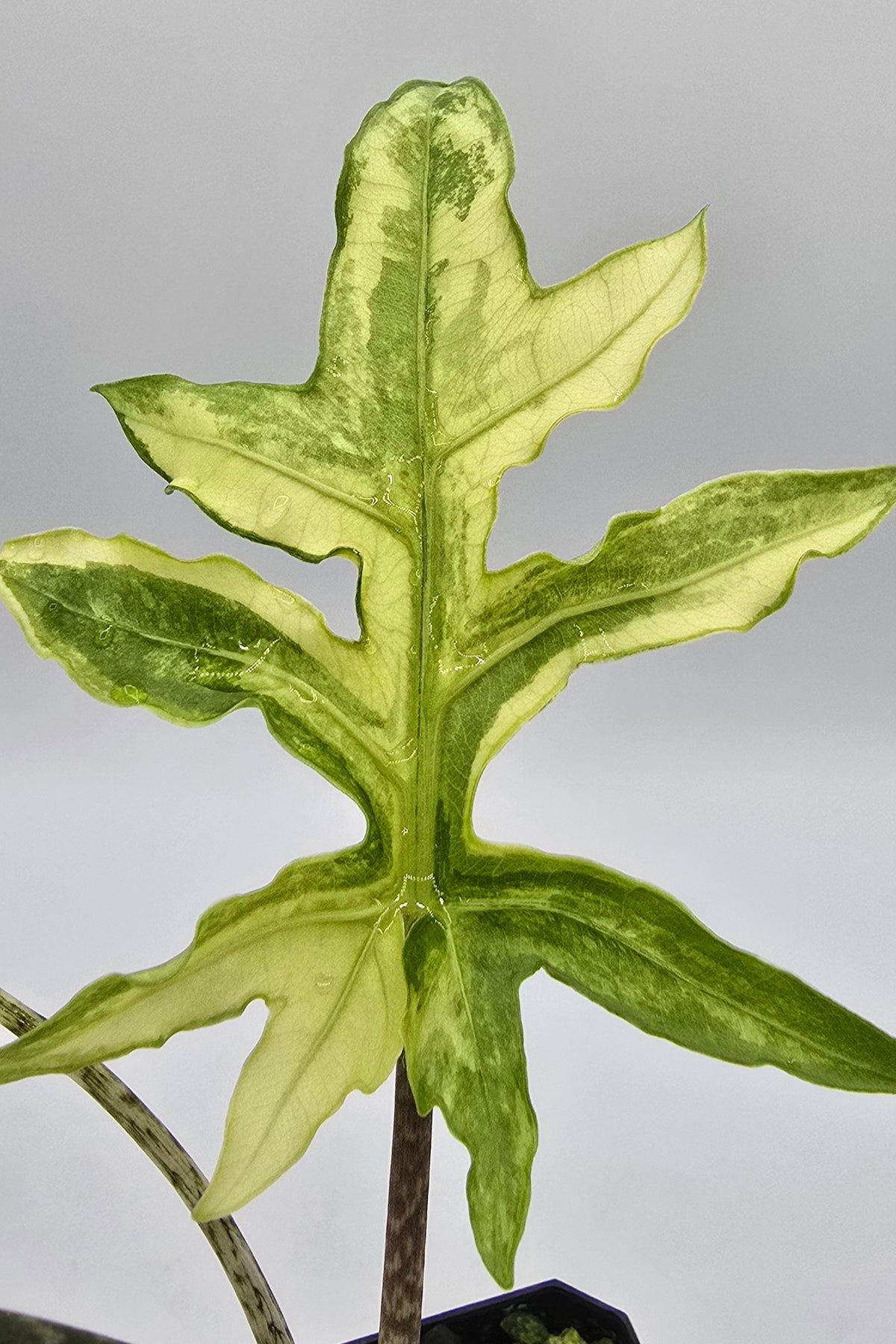Alocasia Brancifolia Albo Variegata