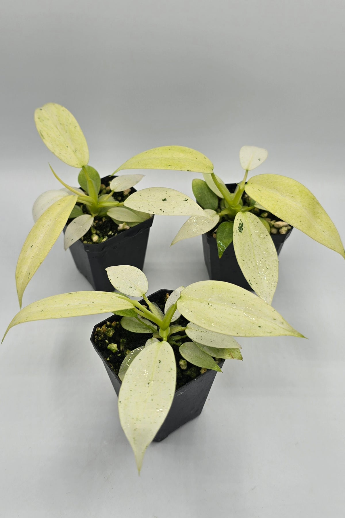 Philodendron Whipple Way Variegata