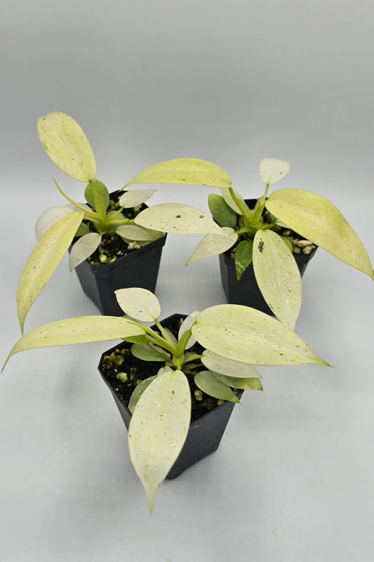 Philodendron Whipple Way Variegata