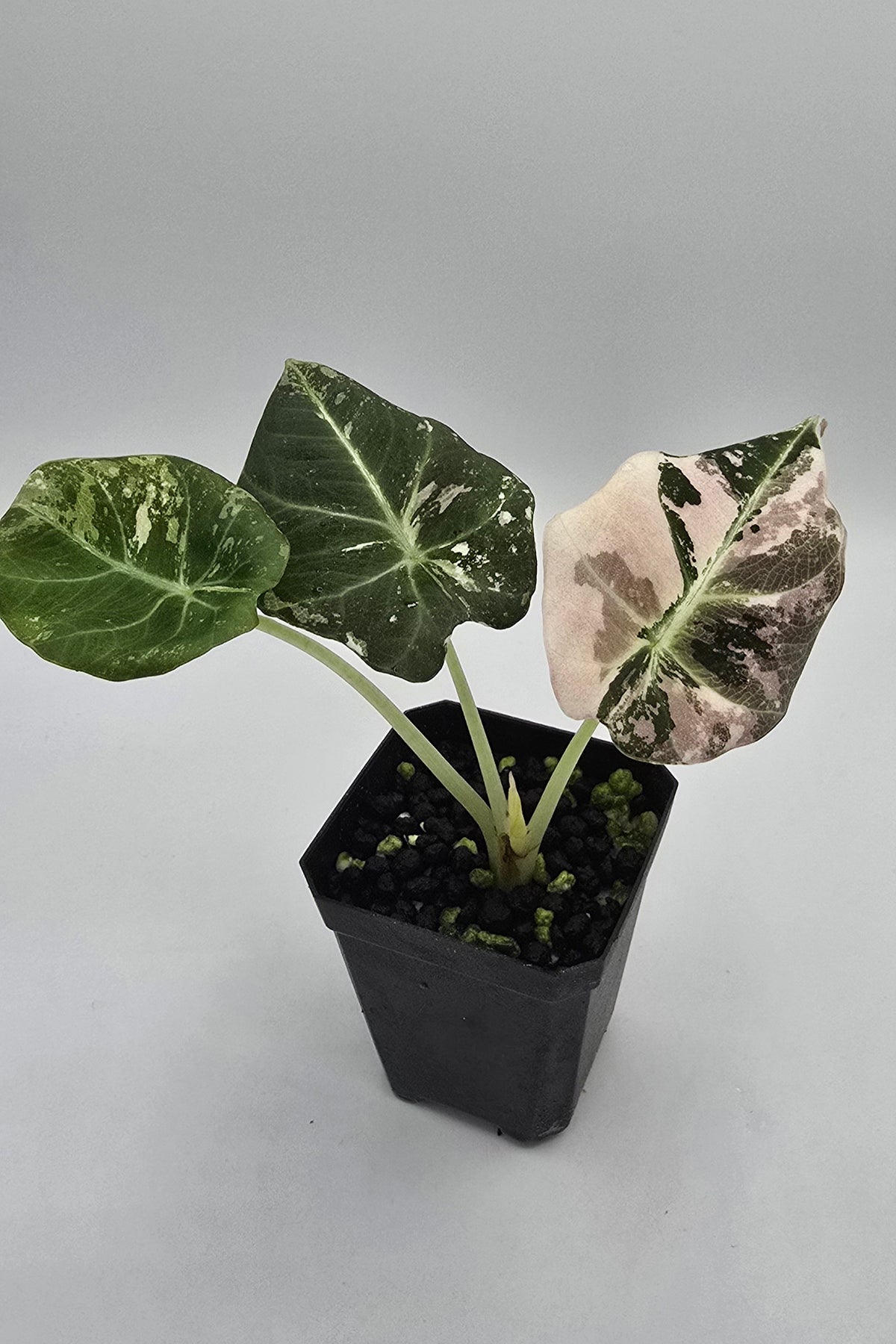 Alocasia Black Velvet Pink Variegata Freie Auswahl