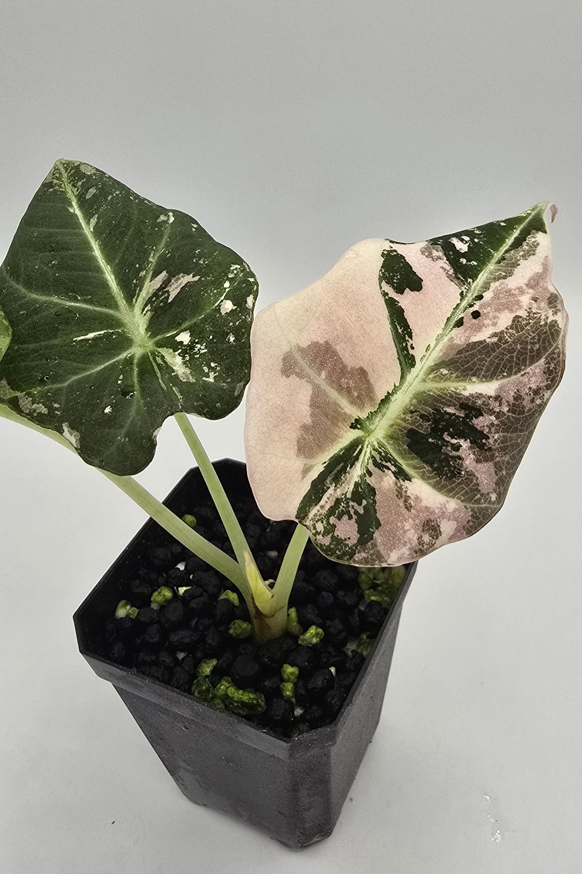Alocasia Black Velvet Pink Variegata Freie Auswahl