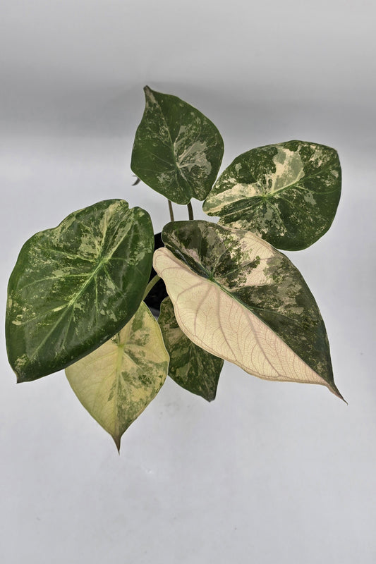 Alocasia Wentii Pink Albo Variegata