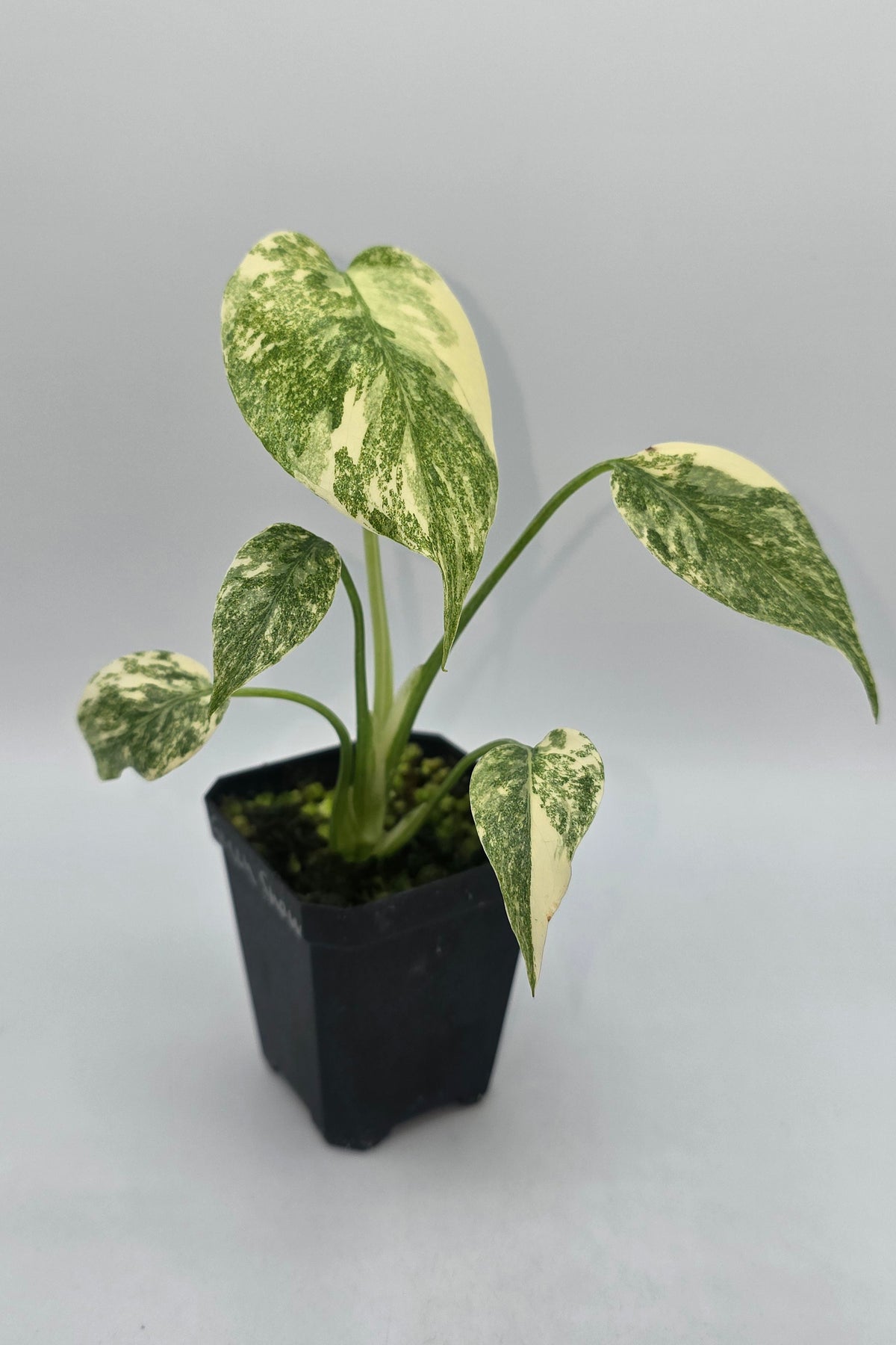 Monstera Deliciosa Green Snow Variegata