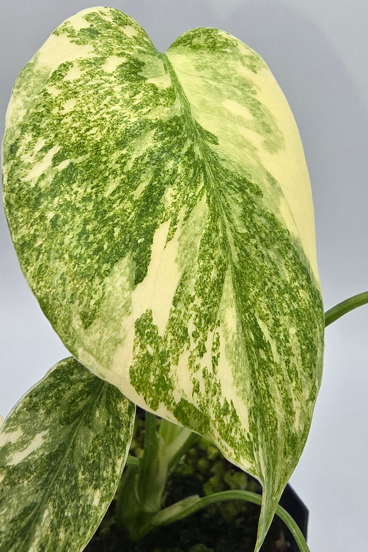 Monstera Deliciosa Green Snow Variegata