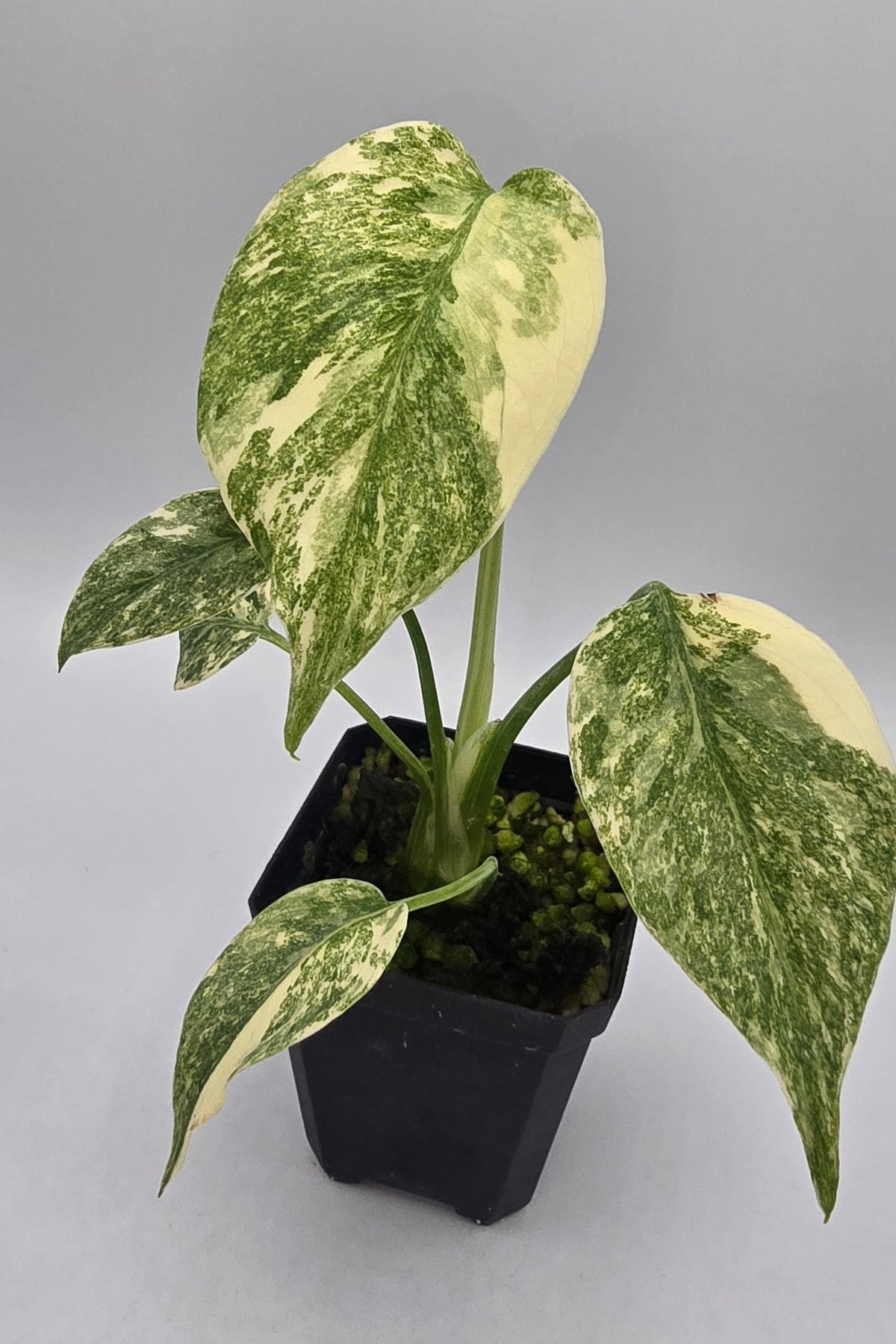 Monstera Deliciosa Green Snow Variegata