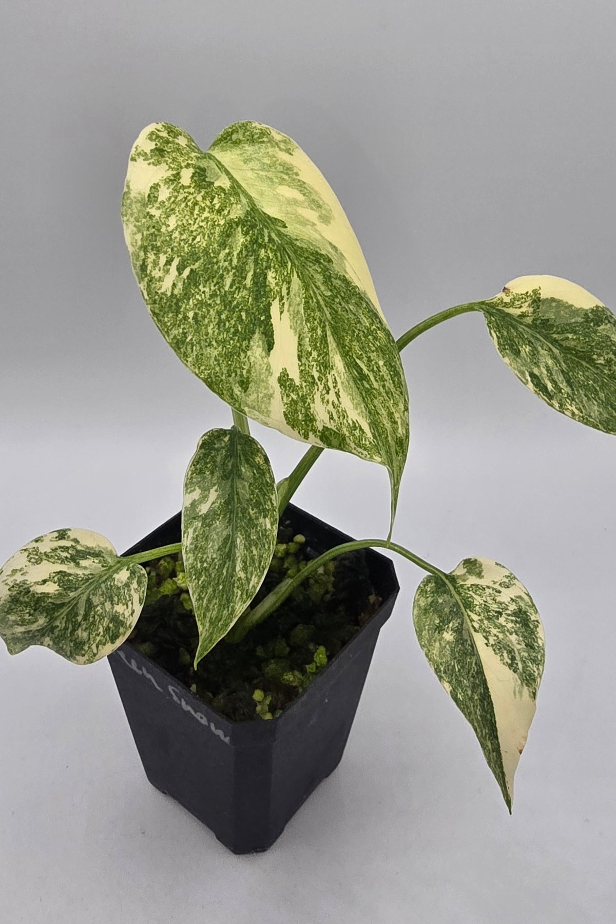 Monstera Deliciosa Green Snow Variegata