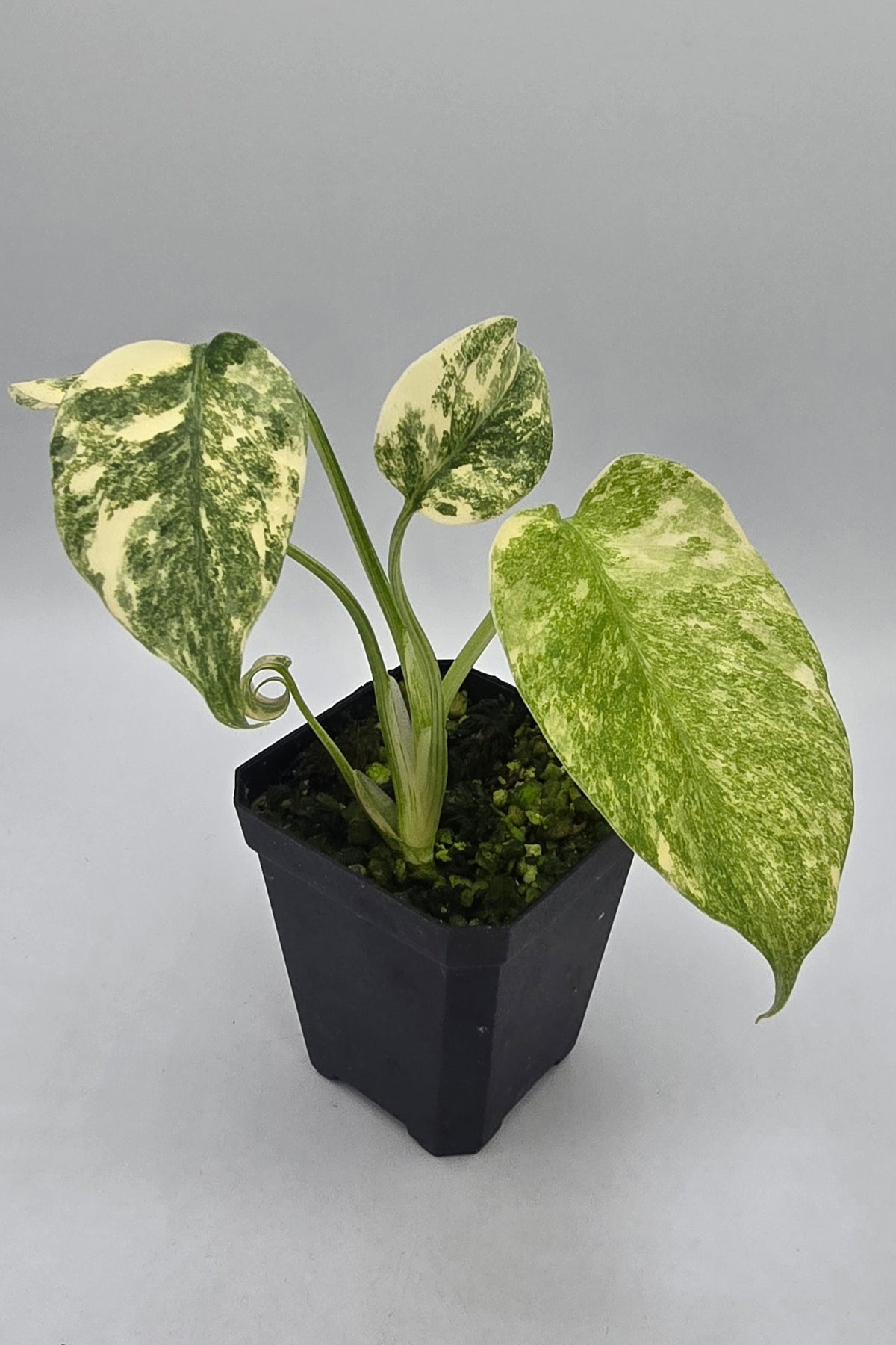 Monstera Deliciosa Green Snow Variegata
