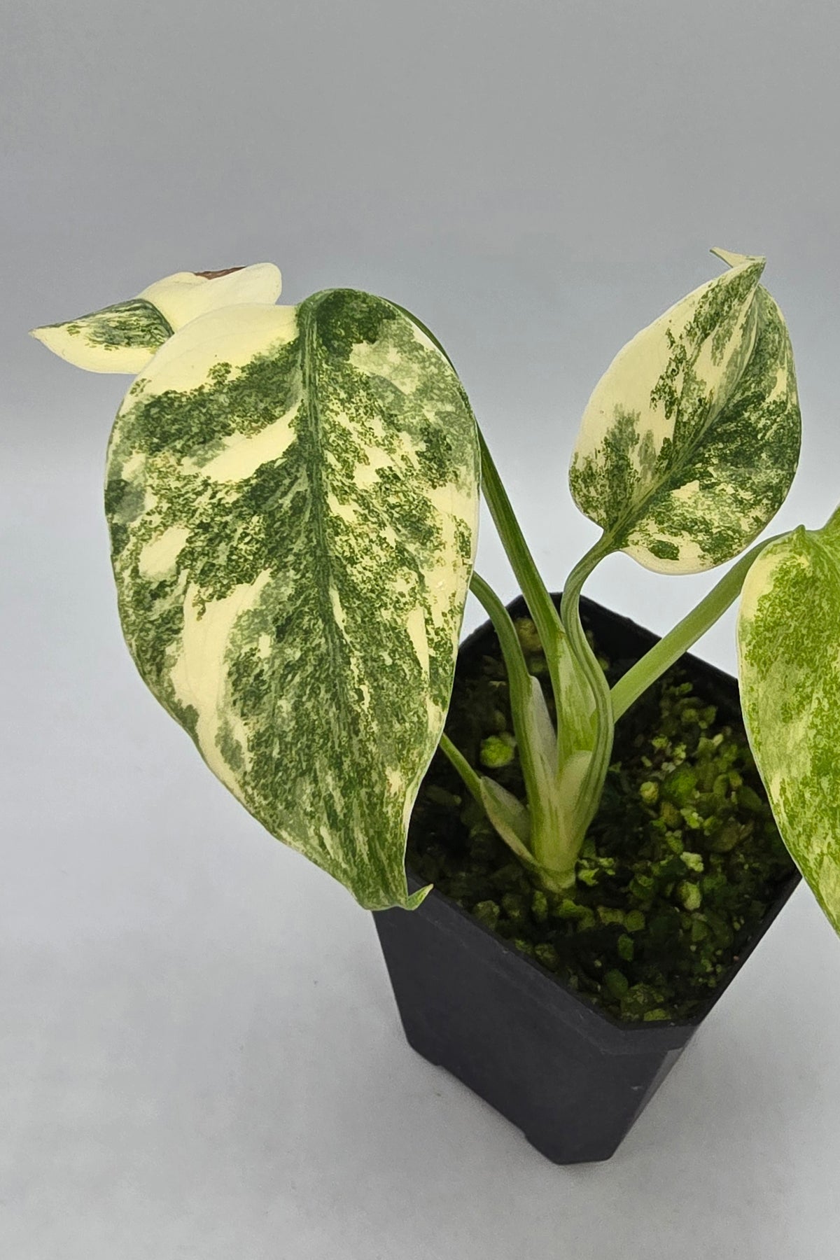 Monstera Deliciosa Green Snow Variegata