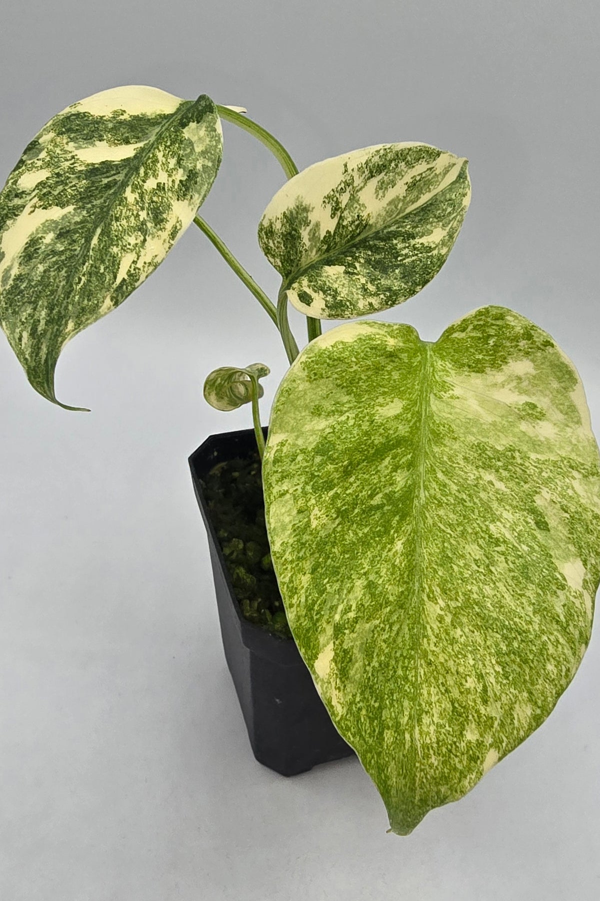 Monstera Deliciosa Green Snow Variegata