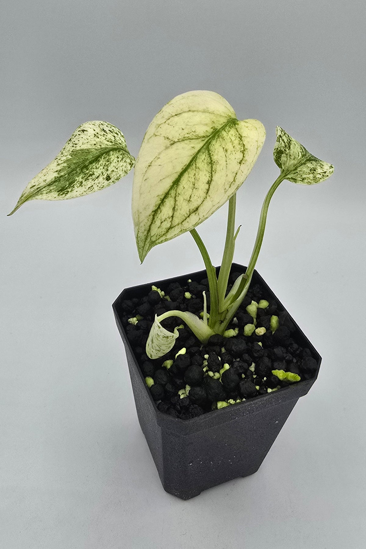 Monstera Star Shadow Variegata mit zusätzlichen Austrieben