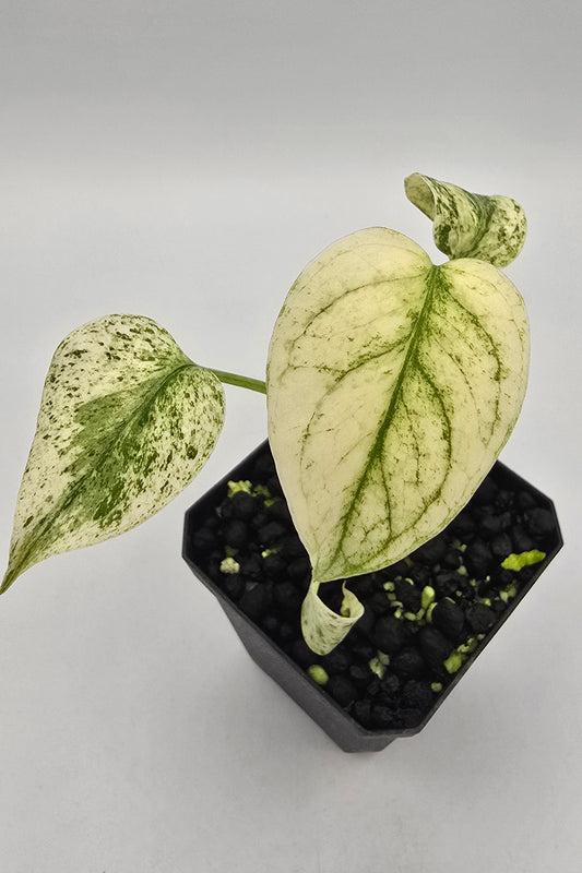 Monstera Star Shadow Variegata mit zusätzlichen Austrieben