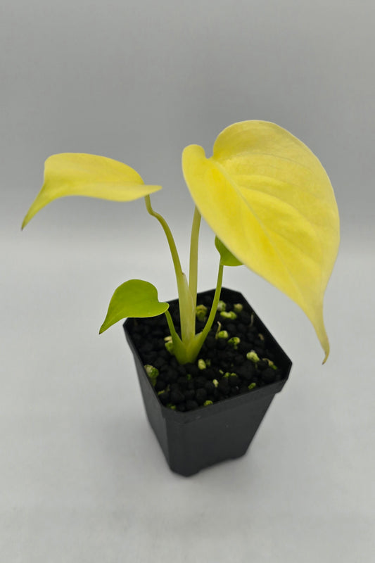 Monstera Deliciosa Lemon Lime