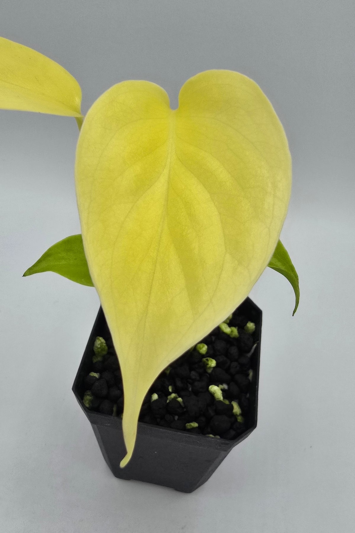 Monstera Lemon Lime TC