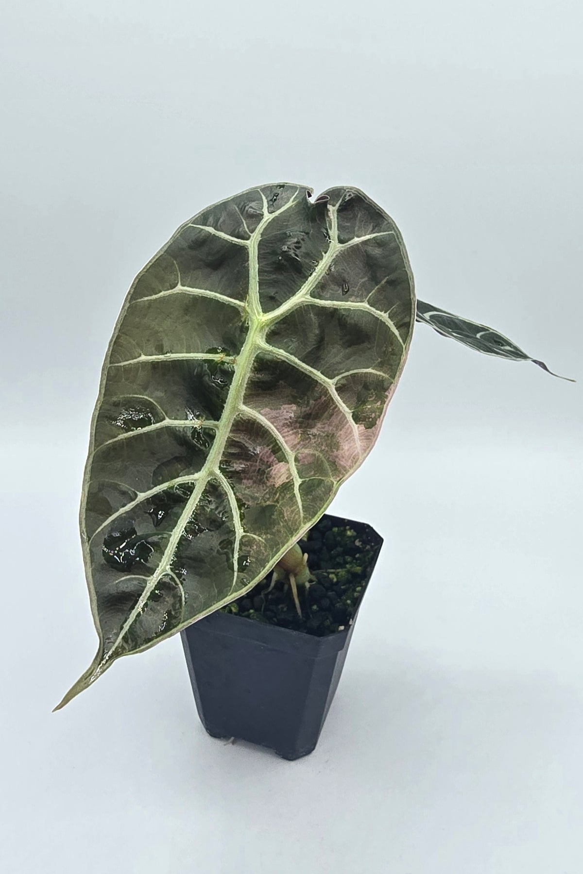 Alocasia Watsoniana Pink Doff Variegata