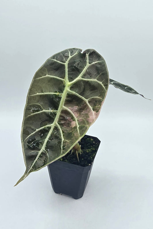 Alocasia Watsoniana Pink Doff Variegata