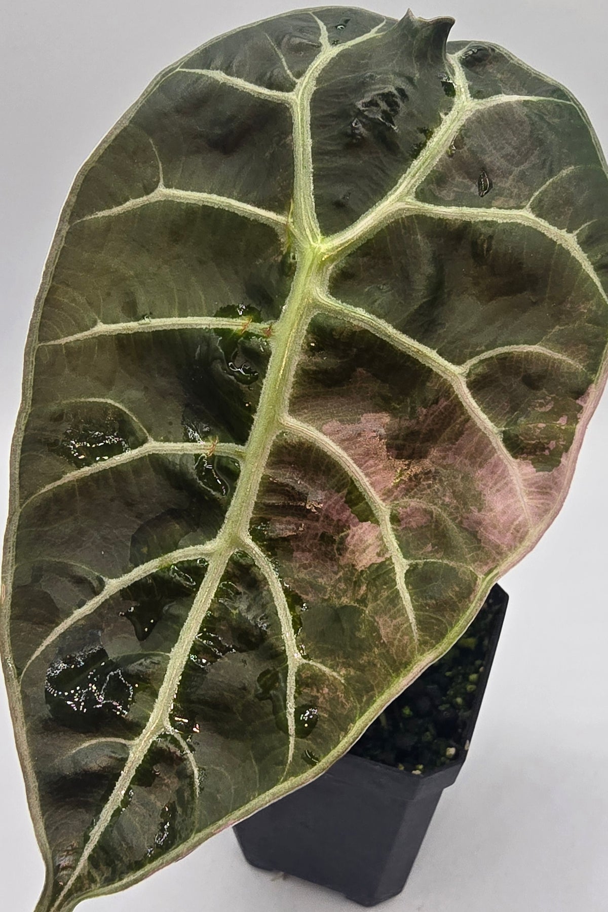 Alocasia Watsoniana Pink Doff Variegata