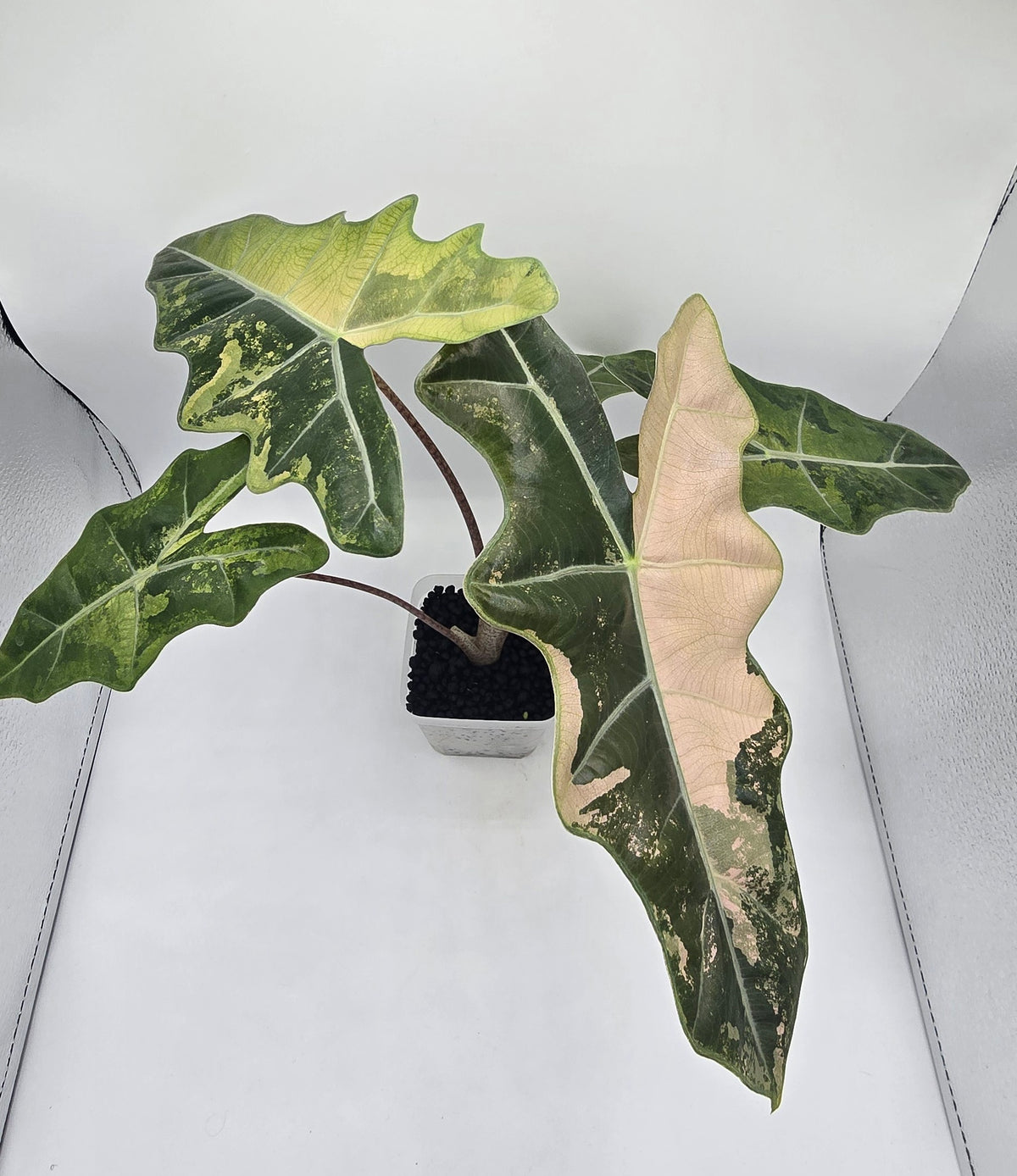 Alocasia Pseudo Sanderiana Pink Variegata