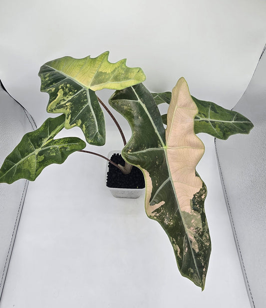 Alocasia Pseudo Sanderiana Pink Variegata