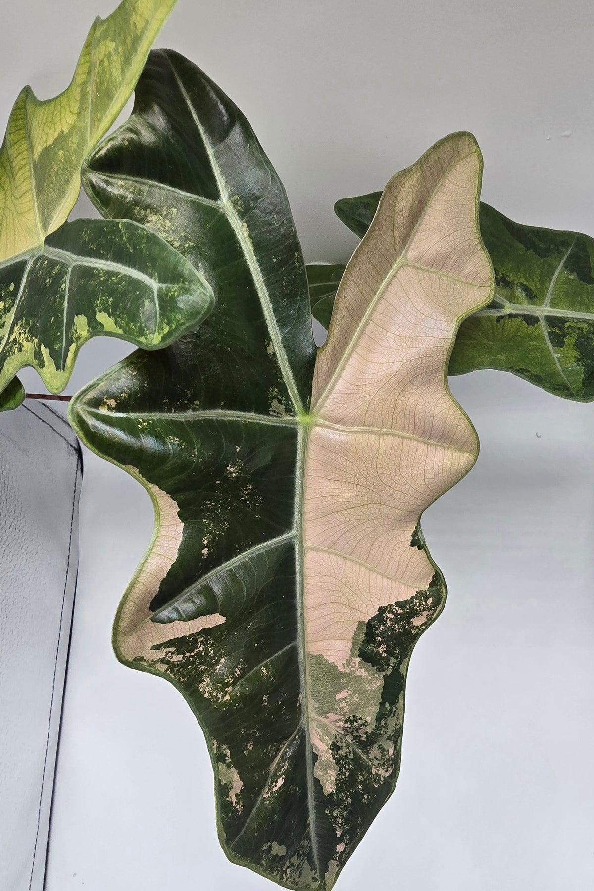 Alocasia Pseudo Sanderiana Pink Variegata