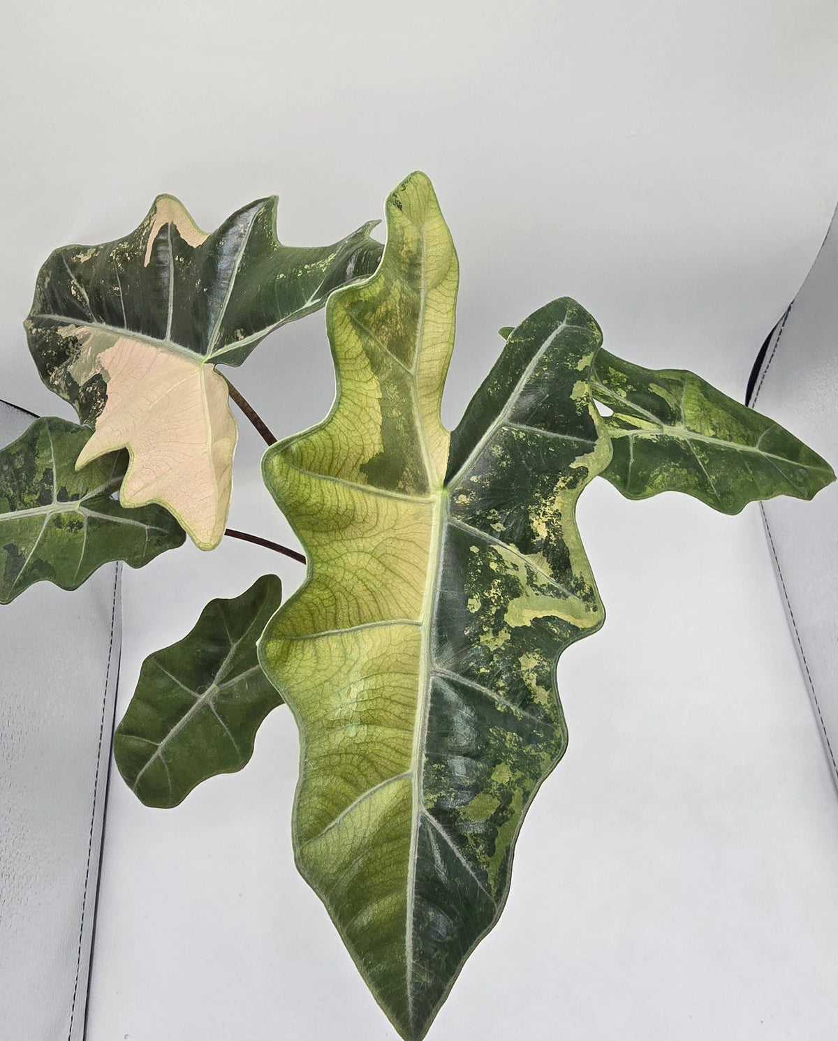 Alocasia Pseudo Sanderiana Pink Variegata