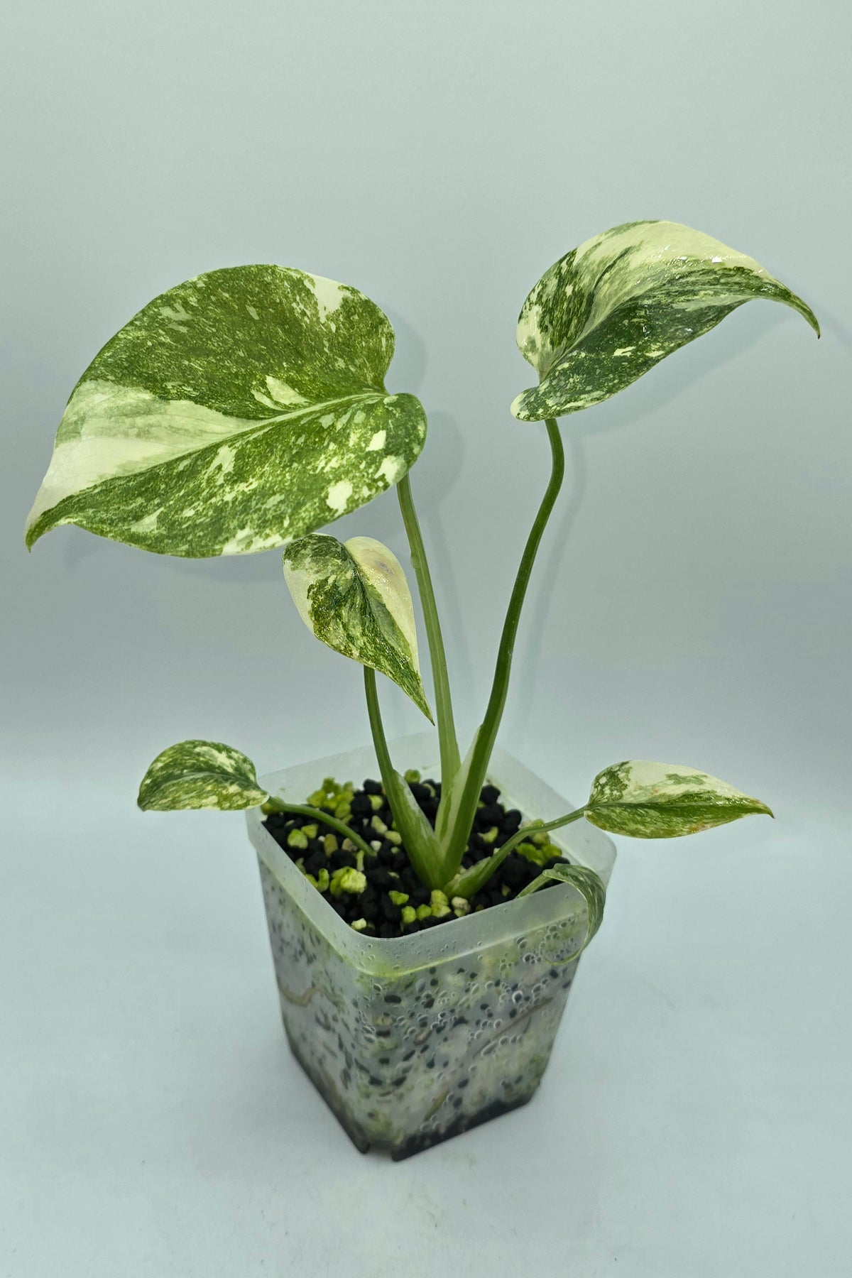 Monstera Deliciosa Cream Cheese Variegata