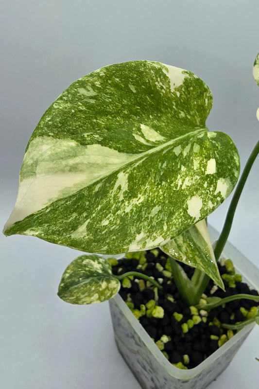 Monstera Deliciosa Cream Cheese Variegata