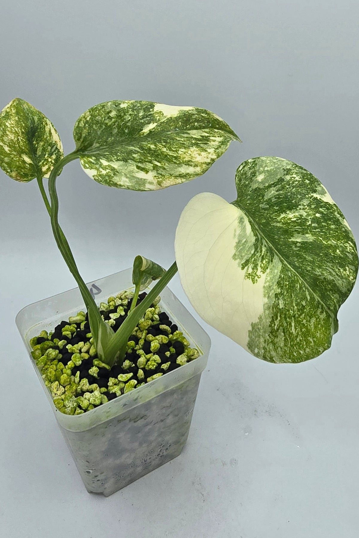 Monstera Deliciosa Cream Cheese Variegata