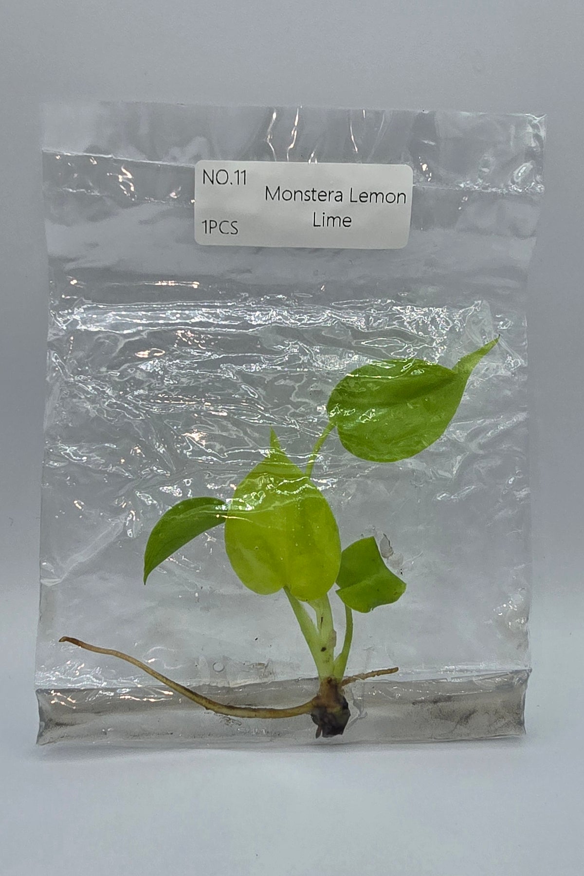 Monstera Lemon Lime TC
