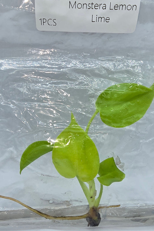 Monstera Lemon Lime TC