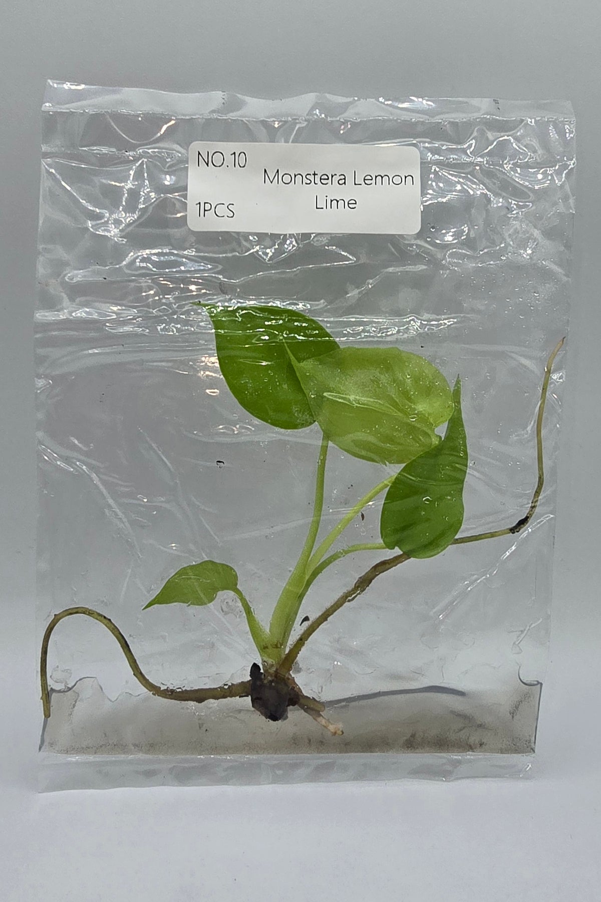 Monstera Lemon Lime TC