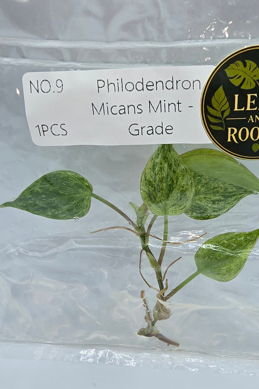 Philodendron Micans Mint Variegata TC