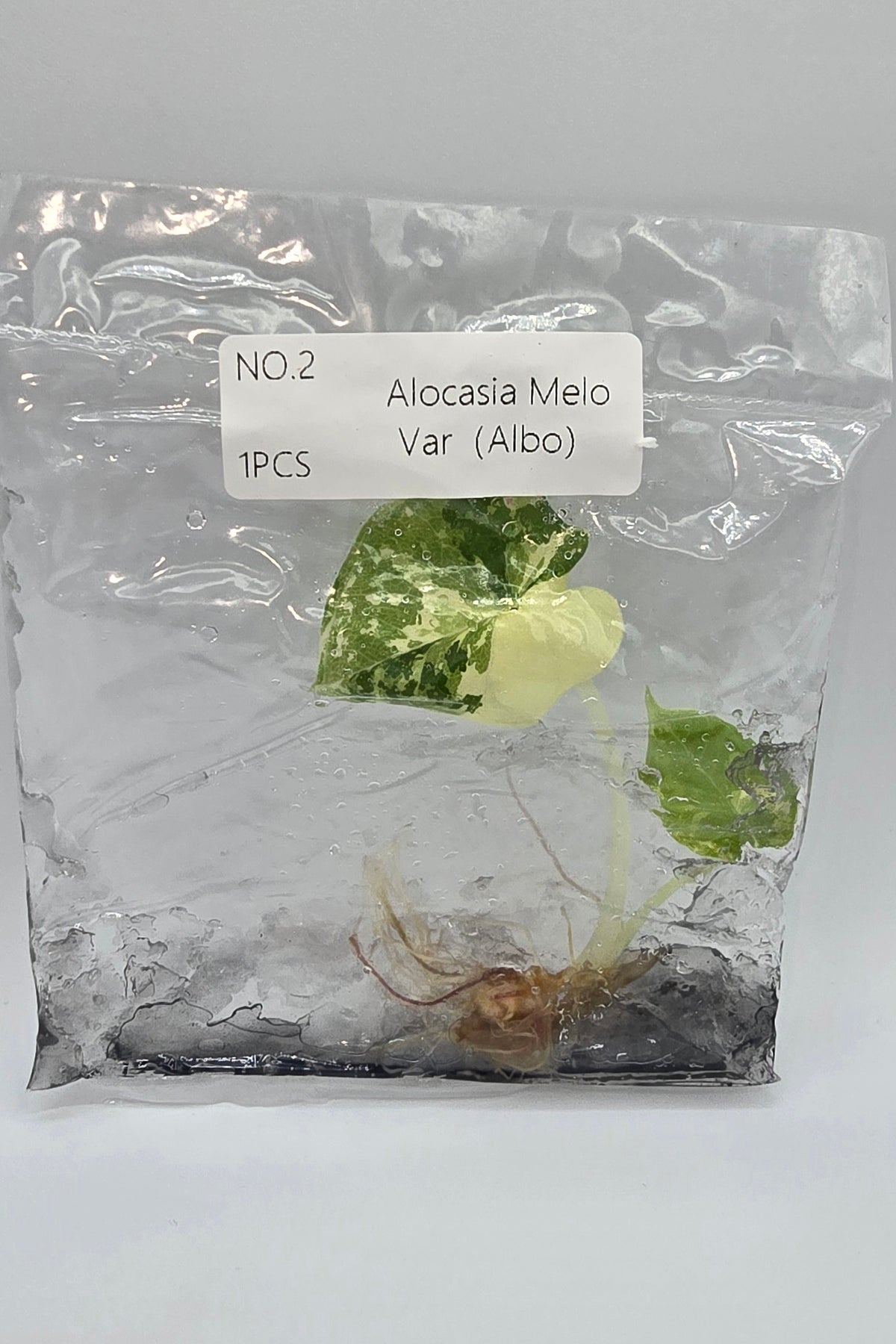 Alocasia Melo Albo Variegata TC