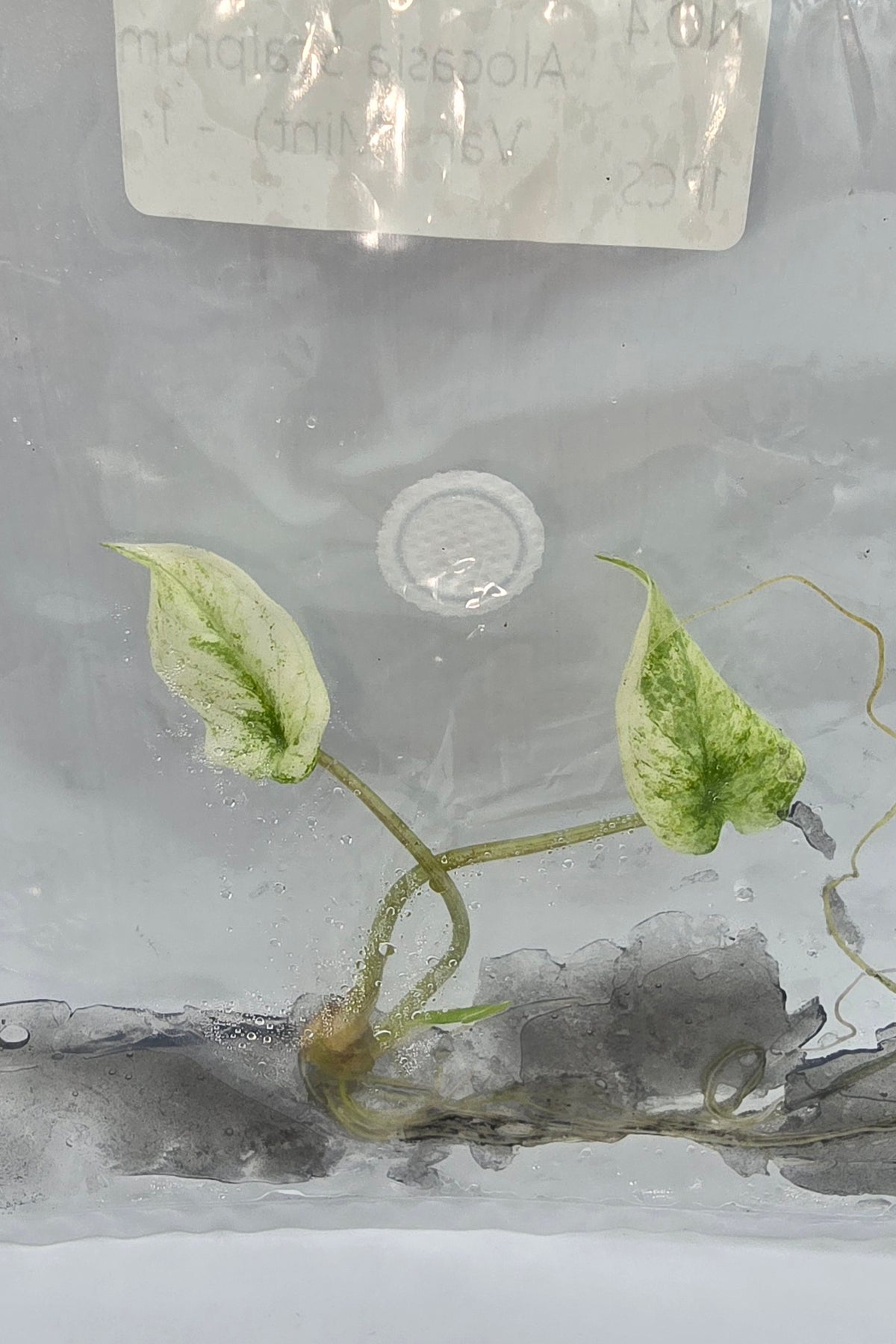 Alocasia Scalprum Mint Variegata TC