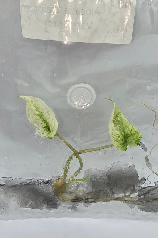 Alocasia Scalprum Mint Variegata TC