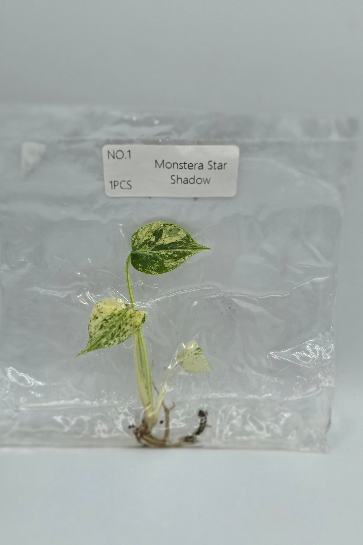Monstera Star Shadow Variegata TC