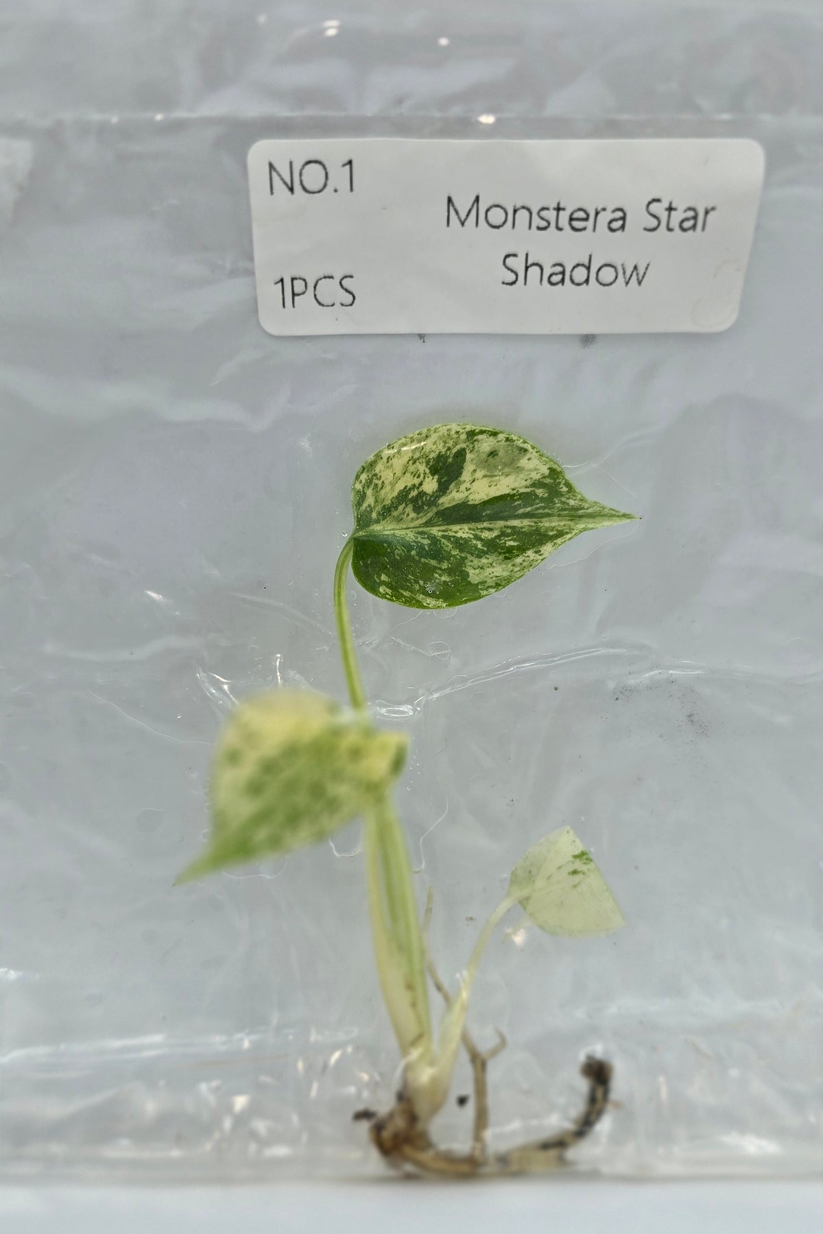 Monstera Star Shadow Variegata TC